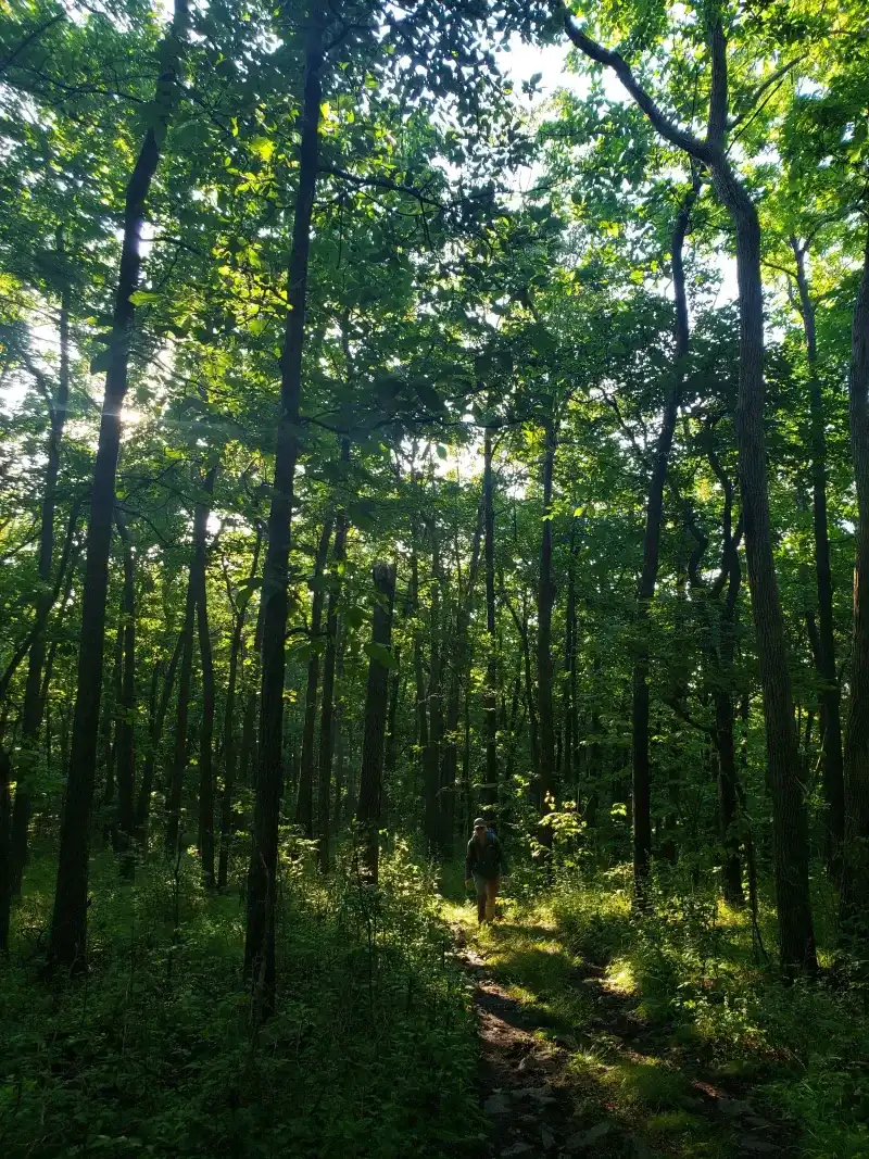 Settling Into the Forested Ridge