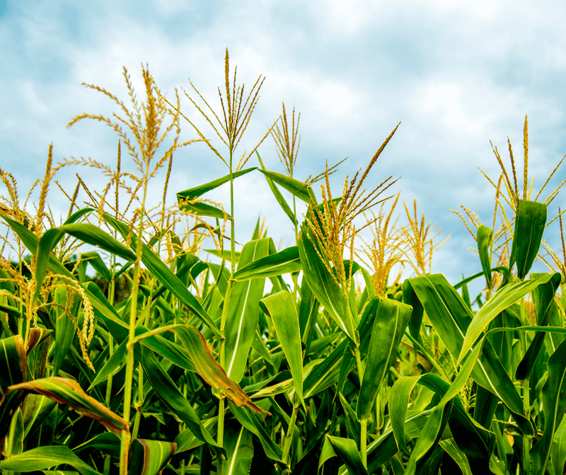 Shippensburg Corn Festival