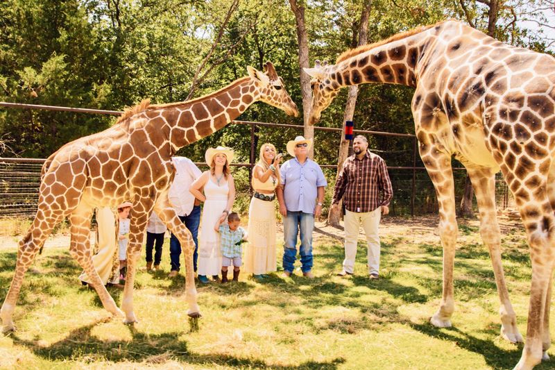 Sleep in the Giraffe Barn Suite