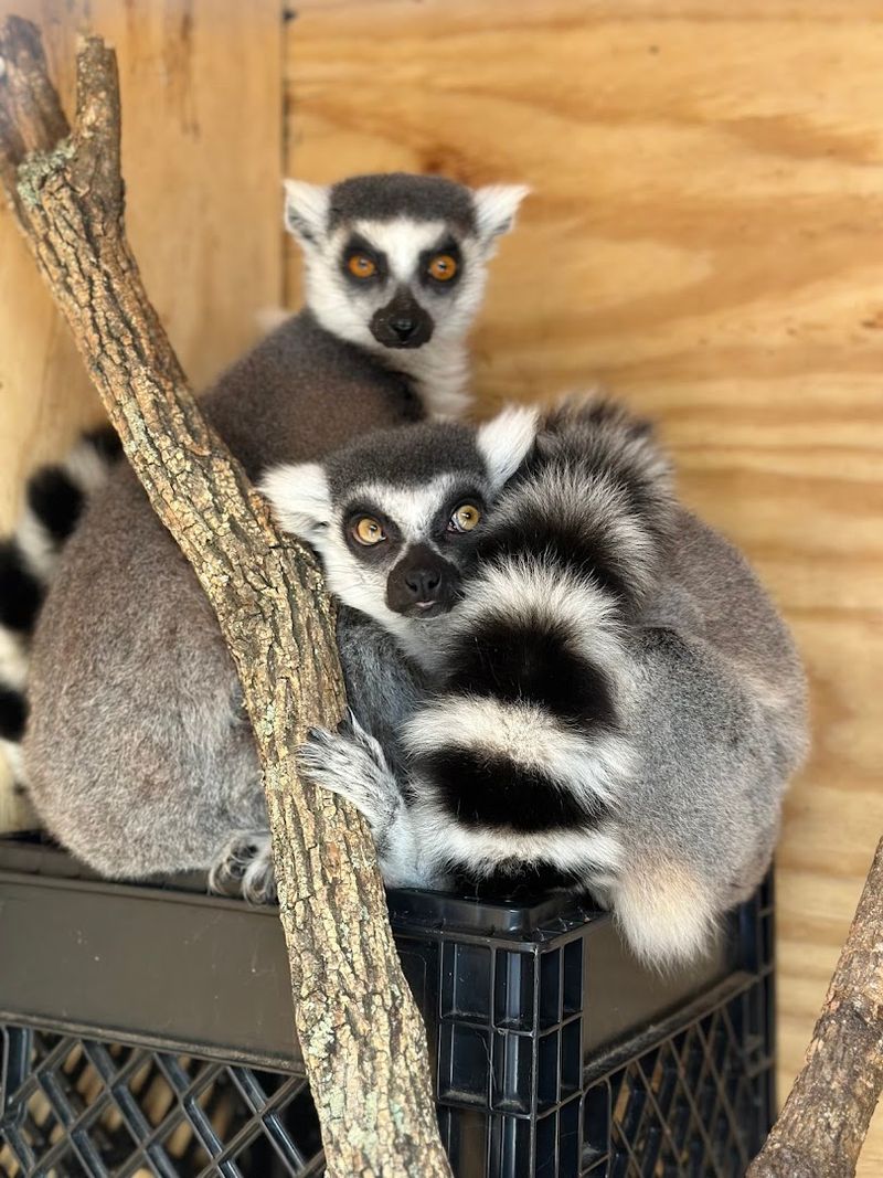 Sleep with Lemurs in the Most Unusual Room Ever Sleep with Lemurs in the Most Unusual Room Ever