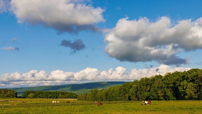 Sleeping near horses is the dream you think it is Sleeping near horses is the dream you think it is