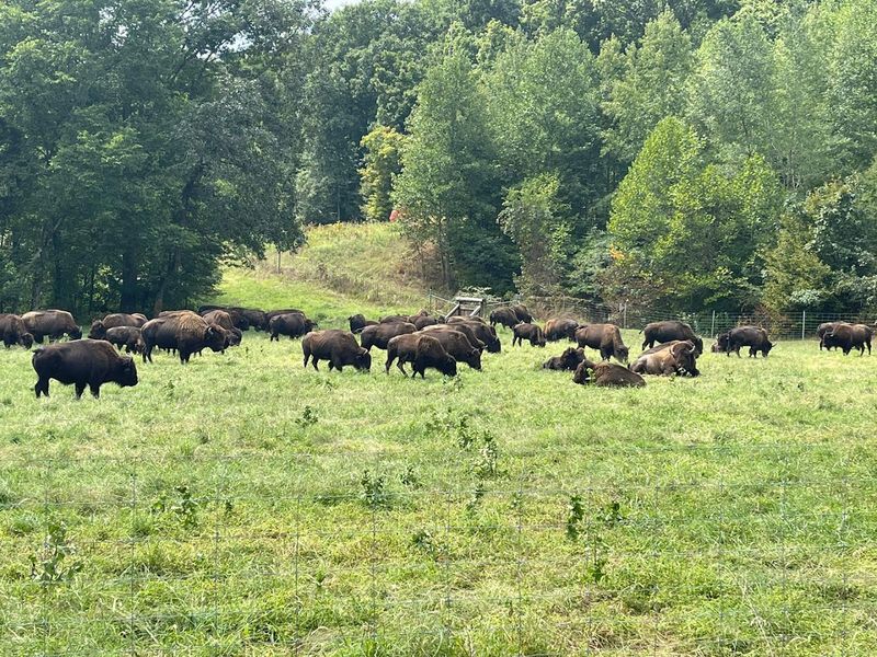 South Bison Range Picnic Area — Bumpus Mills South Bison Range Picnic Area — Bumpus Mills