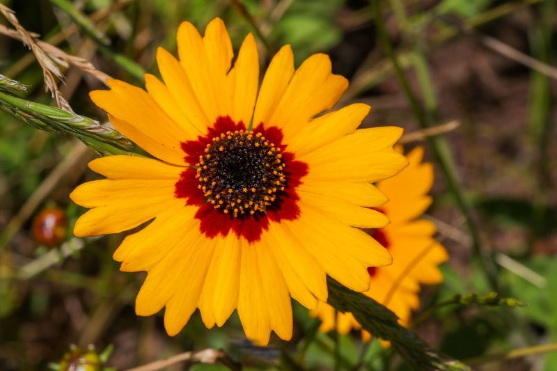 Spectacular Spring Wildflower Displays Spectacular Spring Wildflower Displays