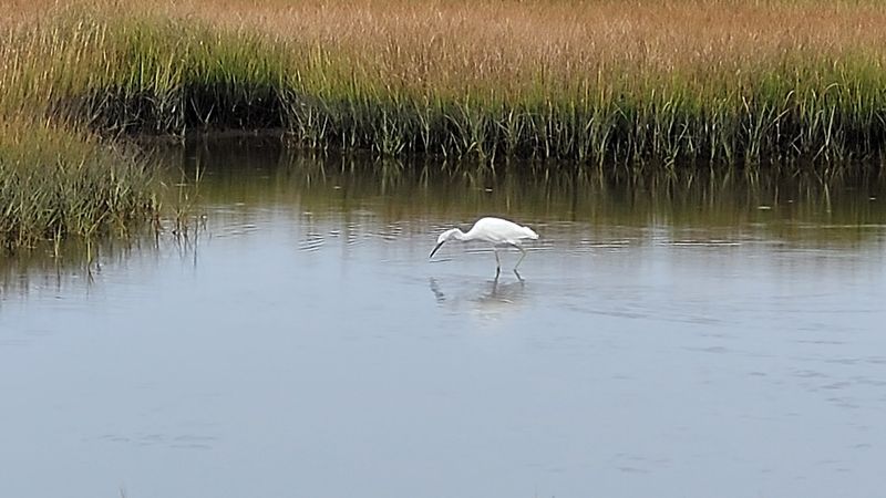 Spizzle Creek Bird Blind Trail — Island Beach State Park, Seaside Park
