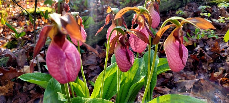 Spring Wildflowers And Seasonal Beauty Spring Wildflowers And Seasonal Beauty