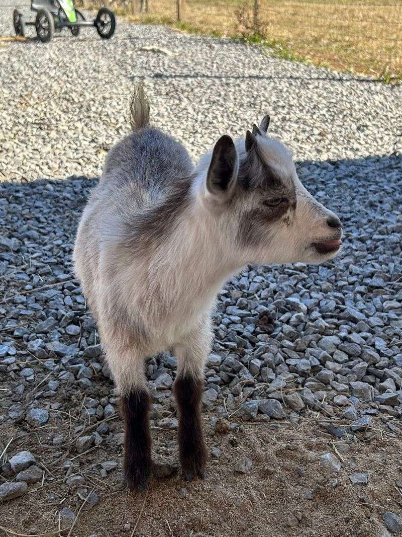 Springtime Petting Farm — Sevierville Springtime Petting Farm — Sevierville