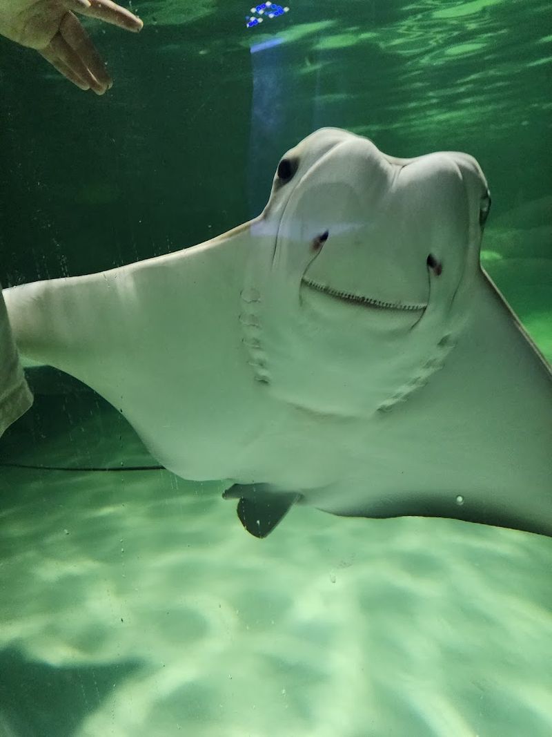Stingrays You Can Actually Feed: The Aquarium Section Is Worth the Trip Alone Stingrays You Can Actually Feed: The Aquarium Section Is Worth the Trip Alone