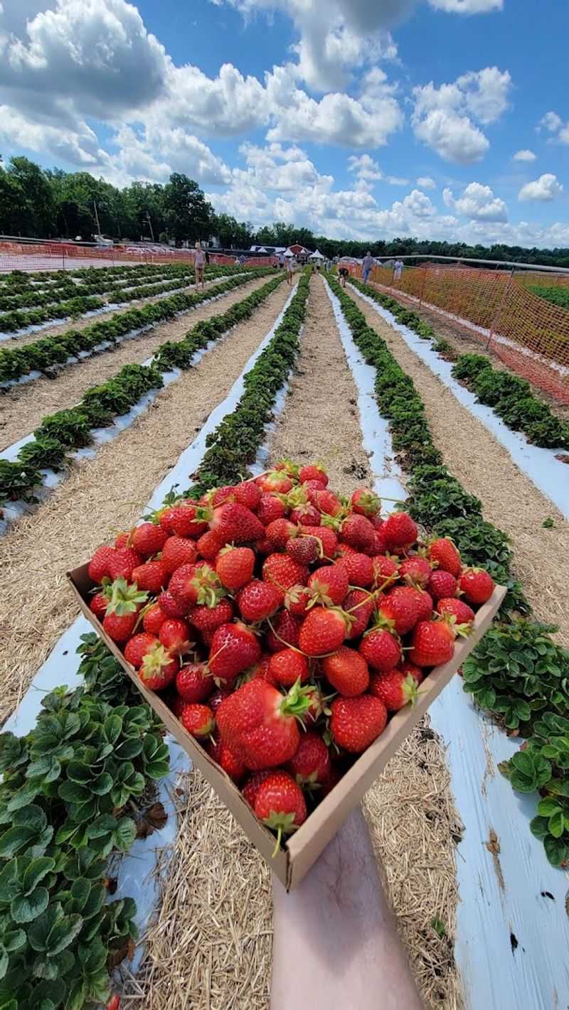 Strawberry Picking Gives Spring a Sweet Start Strawberry Picking Gives Spring a Sweet Start
