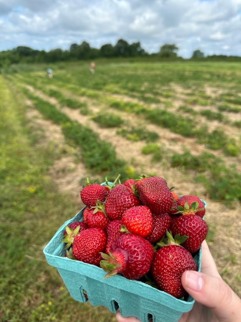 Summer berry picking is one of the biggest draws Summer berry picking is one of the biggest draws