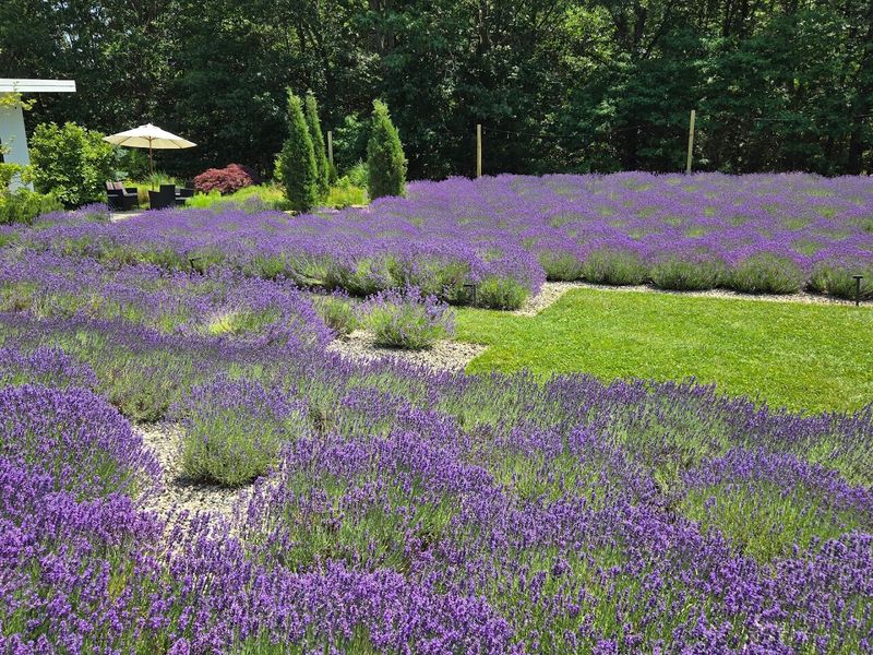 Summerhouse Lavender Farm Summerhouse Lavender Farm
