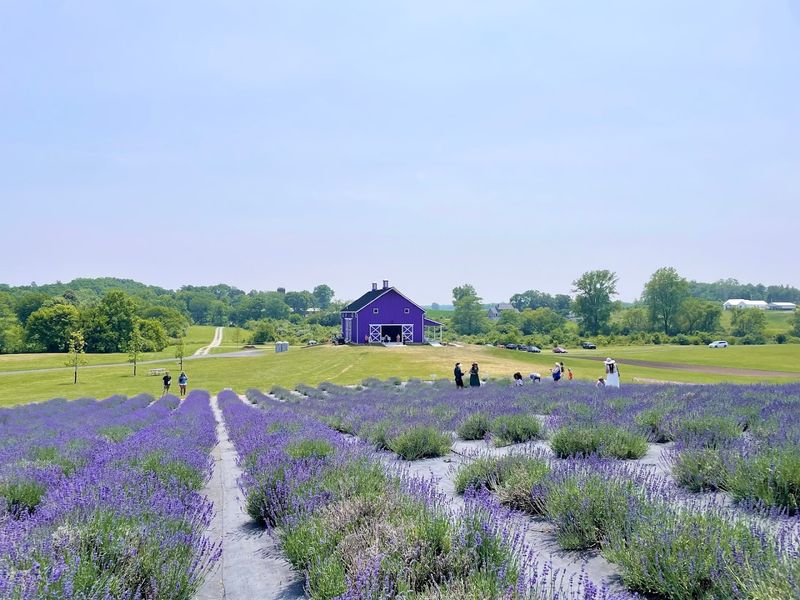 Sunset Ridge Lavender Farm, Enon Sunset Ridge Lavender Farm, Enon