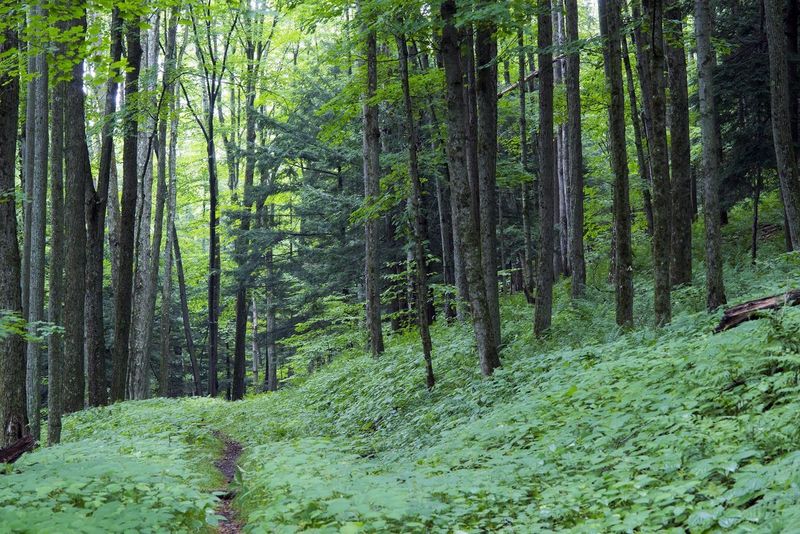 Susquehannock State Forest, Coudersport