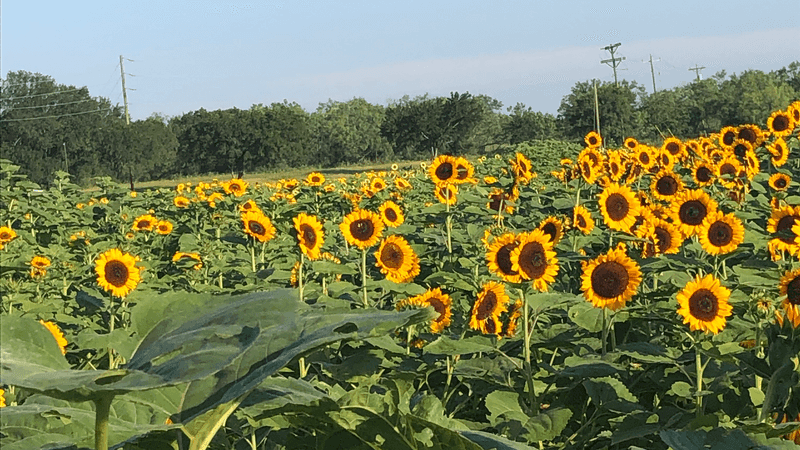 Sweet Berry Farm (Marble Falls) Sweet Berry Farm (Marble Falls)