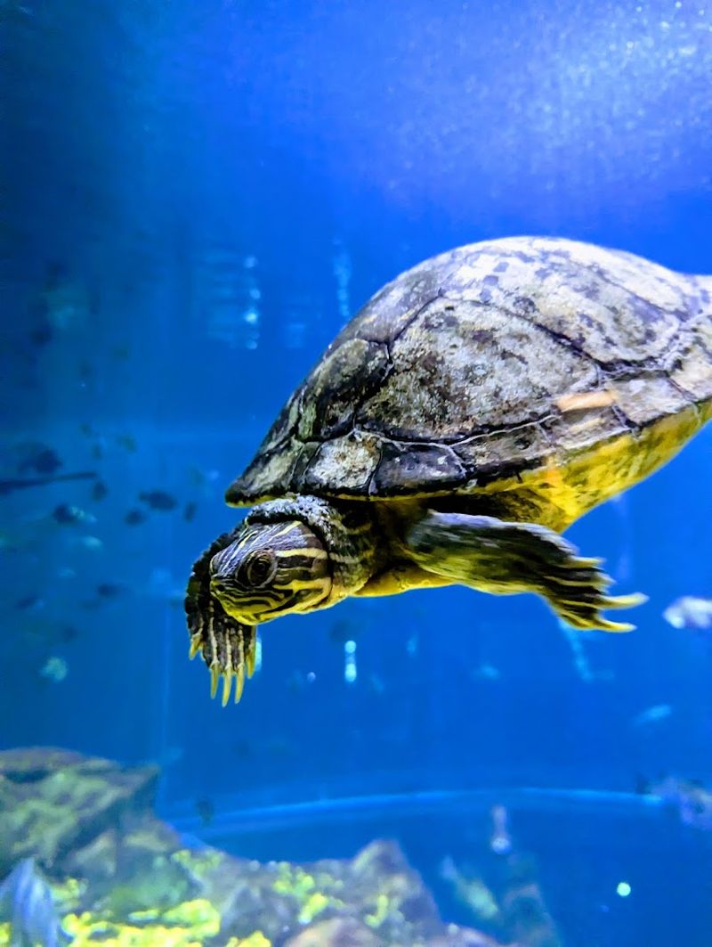 Tennessee Aquarium in Chattanooga