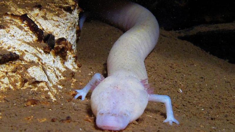 Texas Blind Salamander Texas Blind Salamander