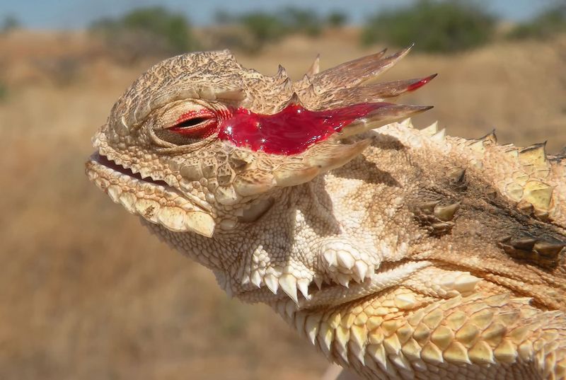 Texas Horned Lizard Texas Horned Lizard