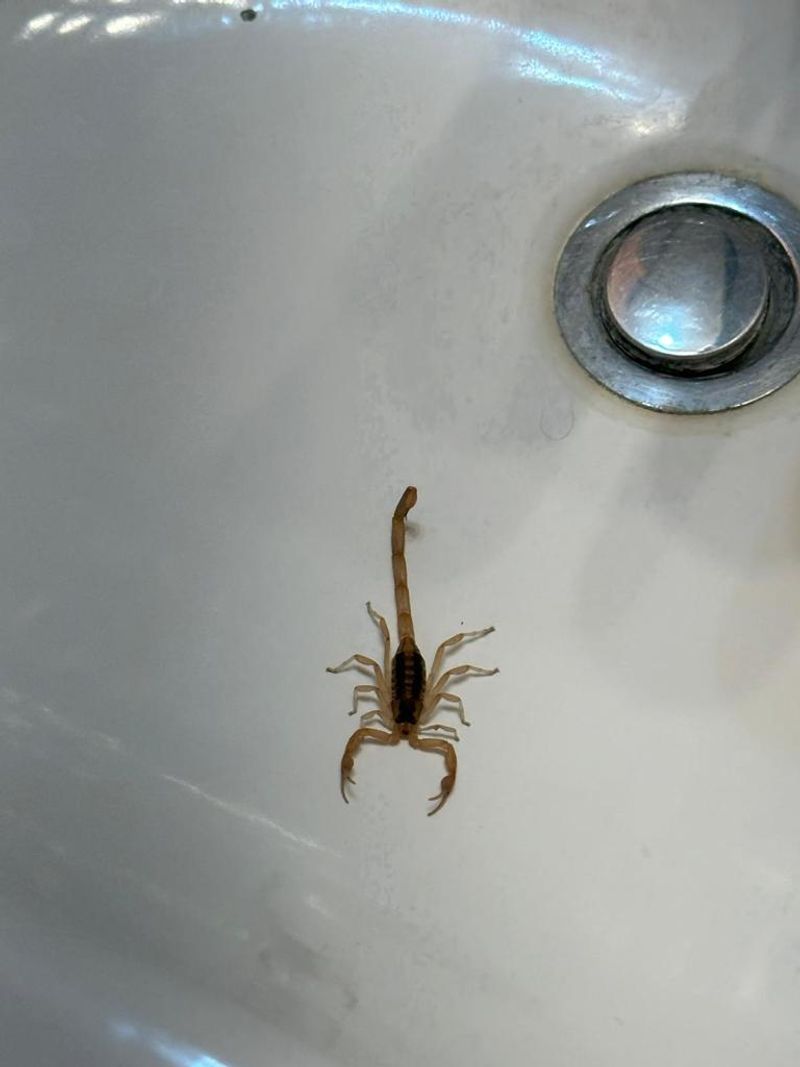 Texas Striped Bark Scorpion Texas Striped Bark Scorpion