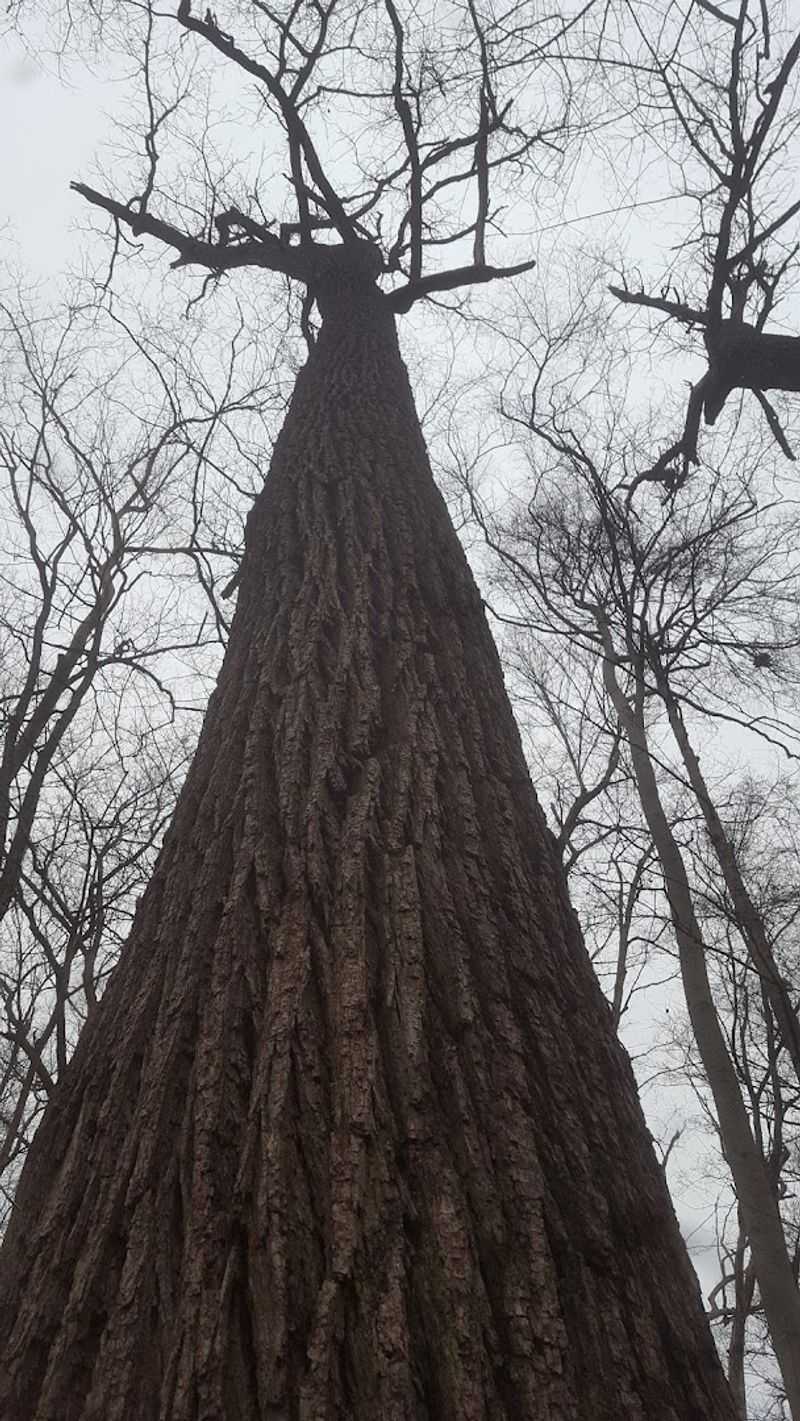 Why Pioneer Mothers Memorial Forest Stands Out Near Paoli