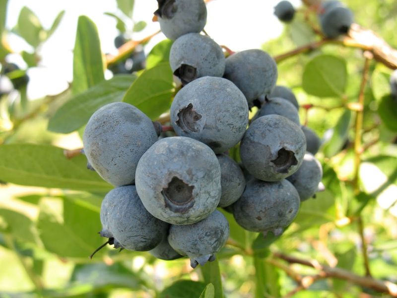 The Blueberry Farm Experience You Did Not Expect