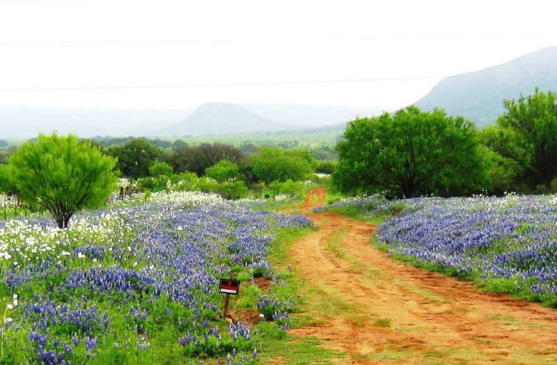 The Bluebonnet Trail (Brenham to La Grange to Llano) The Bluebonnet Trail (Brenham to La Grange to Llano)