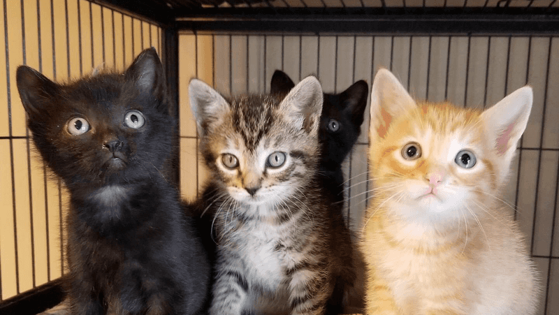 The Casual Cat Cafe (Richland Hills) The Casual Cat Cafe (Richland Hills)