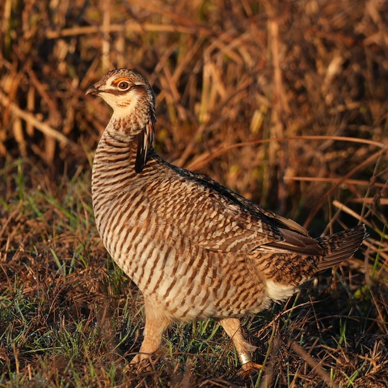 The Famous Prairie Chicken Spring Festival The Famous Prairie Chicken Spring Festival