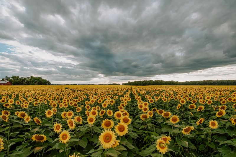 The Fields Are The Real Showstopper The Fields Are The Real Showstopper