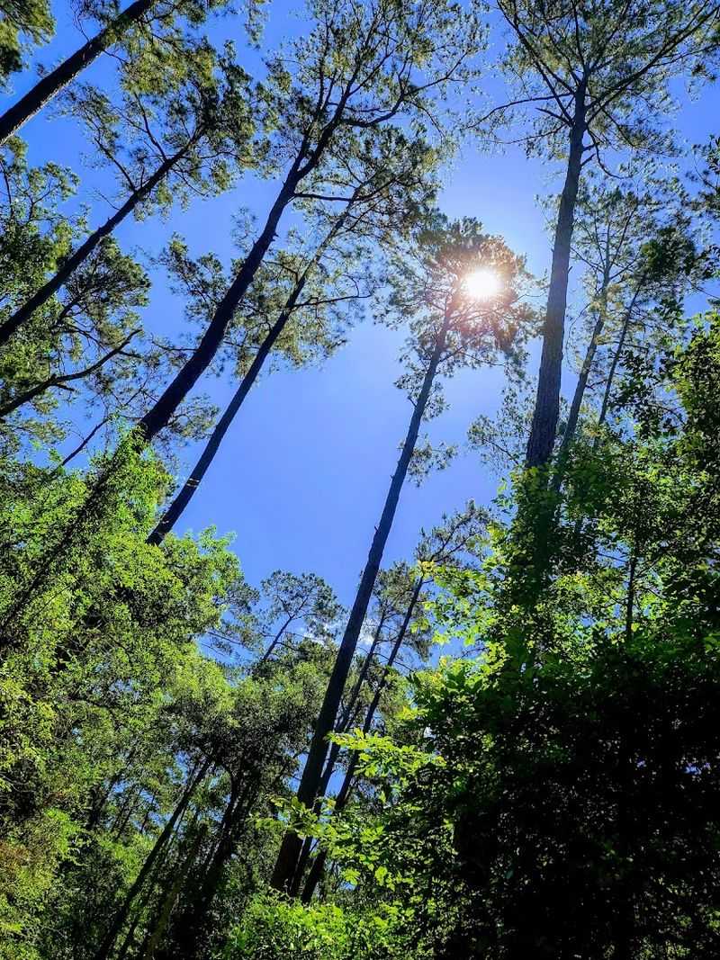 The Forest Canopy Creates Natural Magic The Forest Canopy Creates Natural Magic