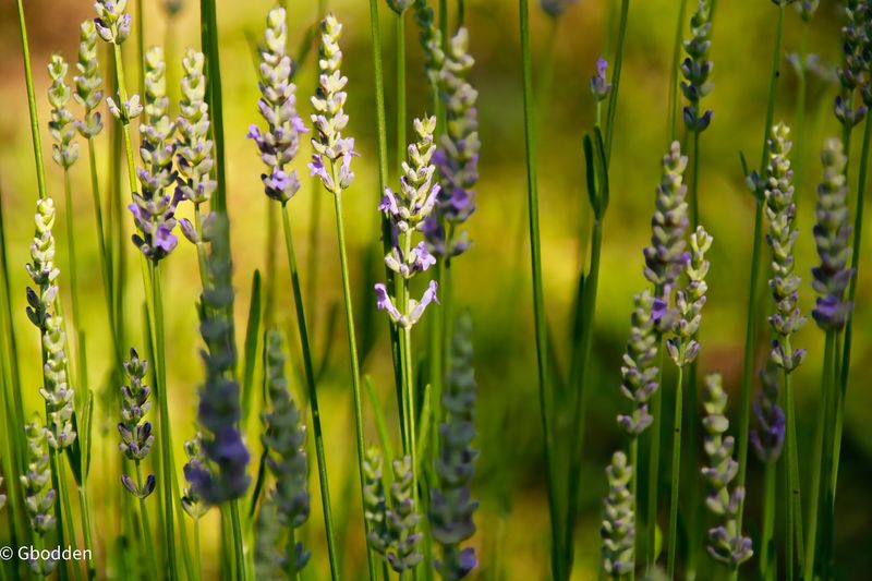 The Fragrance, Color, and Calm of the Fields The Fragrance, Color, and Calm of the Fields