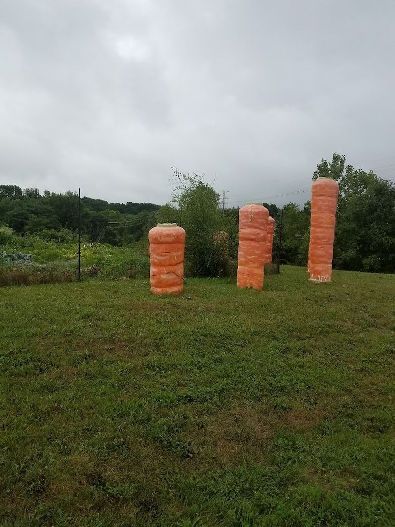 The Giant Carrot Sculptures Themselves