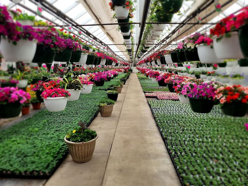 The Hanging Baskets That Stop You in Your Tracks The Hanging Baskets That Stop You in Your Tracks