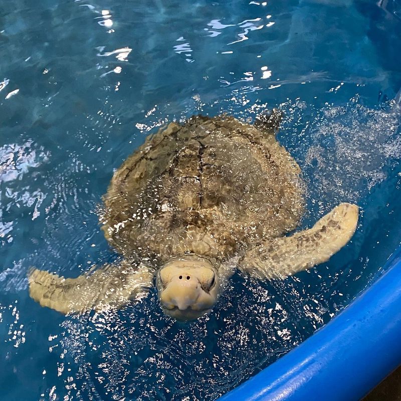 The Karen Beasley Sea Turtle Rescue and Rehabilitation Center