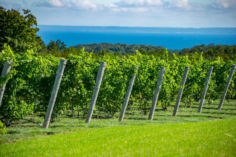 The Leelanau Peninsula Wine Trail Starts Here The Leelanau Peninsula Wine Trail Starts Here