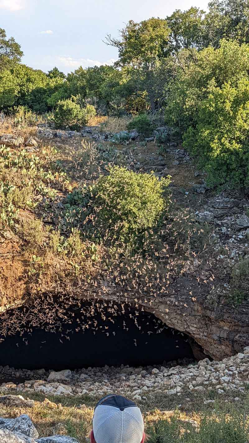 The Legendary Bat Emergence