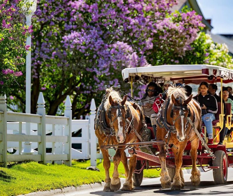 The Lilac-Lined Streets That Stop You in Your Tracks The Lilac-Lined Streets That Stop You in Your Tracks