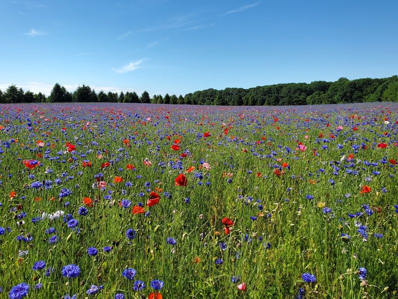 The Memorial Wildflower Field That Started It All