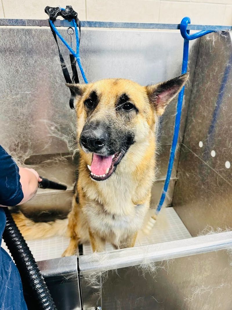 The Pet Spa Takes Pampering To A Whole New Level