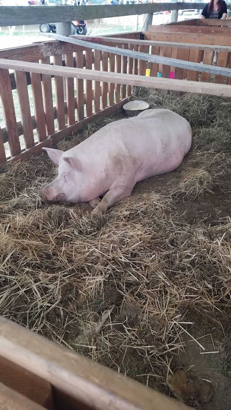 The Pig Races Are Ridiculous in the Best Possible Way The Pig Races Are Ridiculous in the Best Possible Way