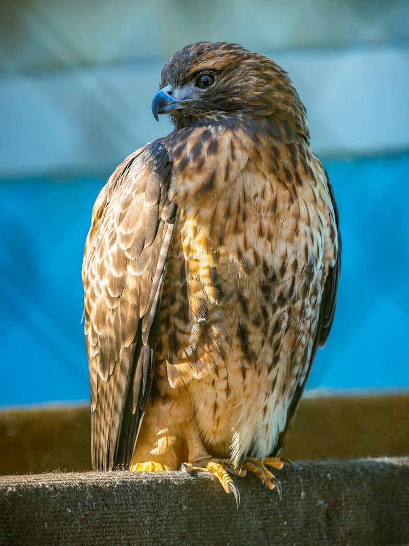 The Raptor Trust