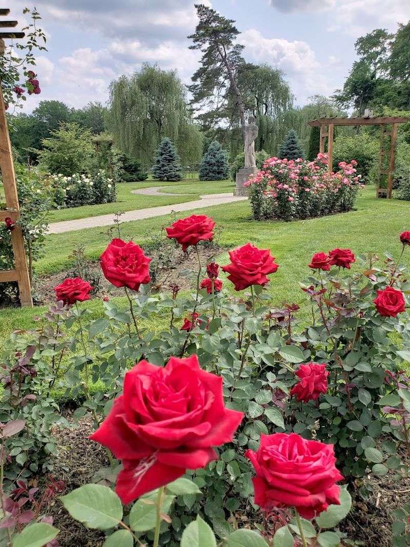 The Roses Are The Star, But Not The Whole Show