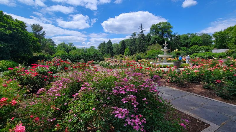 The Rudolf W. van der Goot Rose Garden Is the Blooming Showstopper The Rudolf W. van der Goot Rose Garden Is the Blooming Showstopper