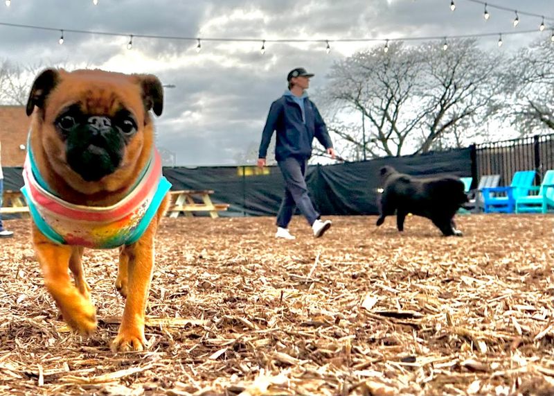 The Rufferees: Detroit's Most Underrated Dog Whisperers The Rufferees: Detroit's Most Underrated Dog Whisperers