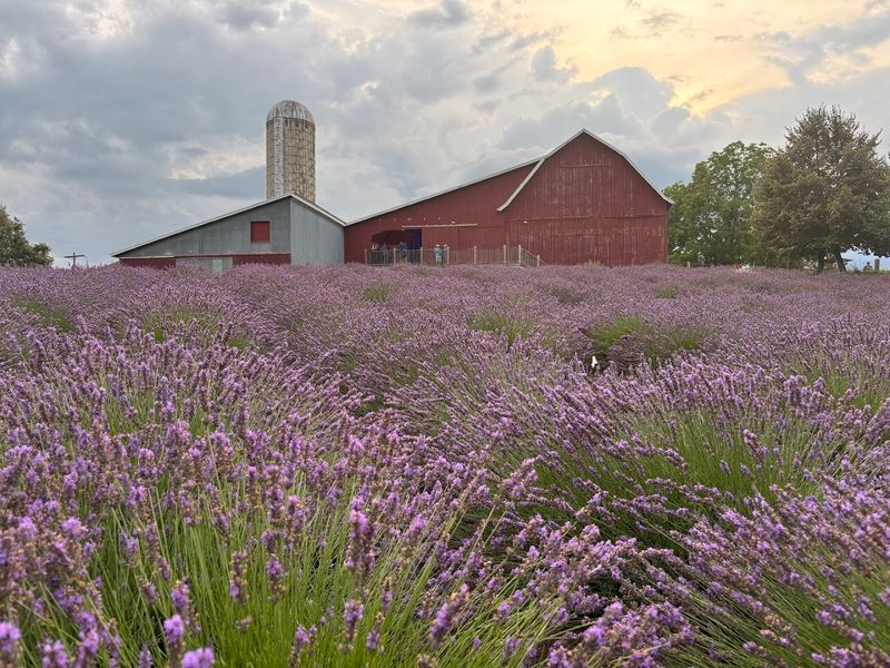 The Setting: Brunch Among the Lavender Fields The Setting: Brunch Among the Lavender Fields