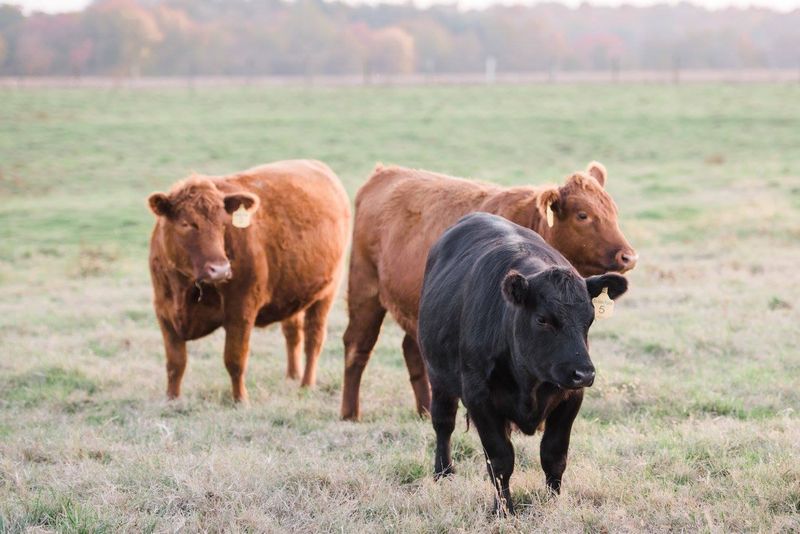 The South Jersey Farm Where Meat Comes Straight From the Source