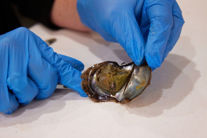 The Story Behind Camden's One-Of-A-Kind Pearl Farm The Story Behind Camden's One-Of-A-Kind Pearl Farm
