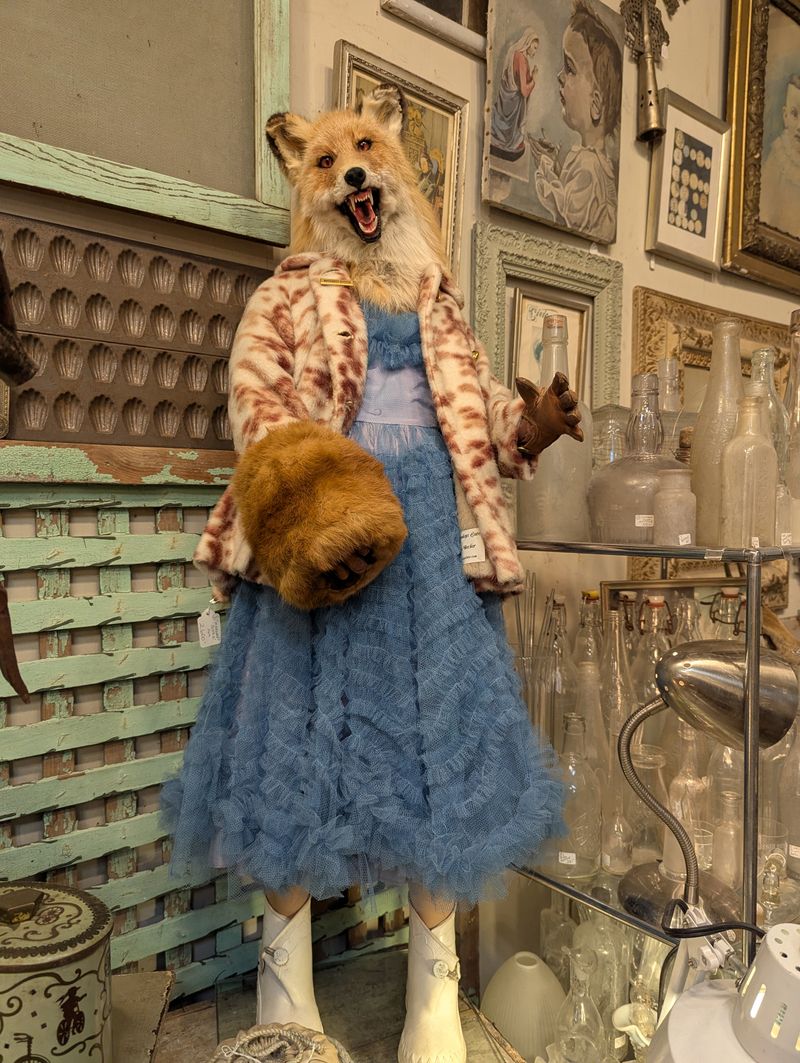 The Taxidermy Corner and Natural Wonders The Taxidermy Corner and Natural Wonders