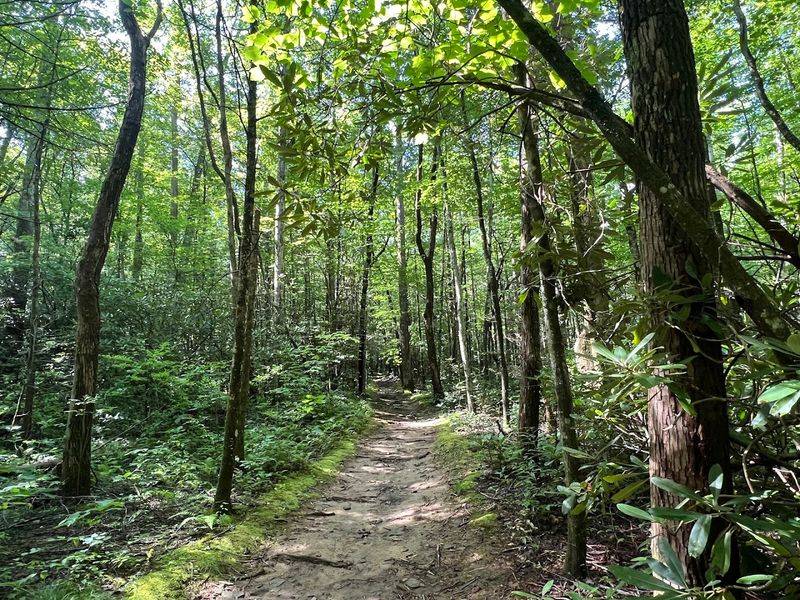 The Trail To The Falls Is Peaceful, Wooded, And Surprisingly Scenic The Trail To The Falls Is Peaceful, Wooded, And Surprisingly Scenic