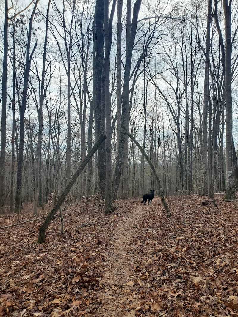 The Trails Offer A Peaceful Way To Explore Tennessee's Wild Side The Trails Offer A Peaceful Way To Explore Tennessee's Wild Side