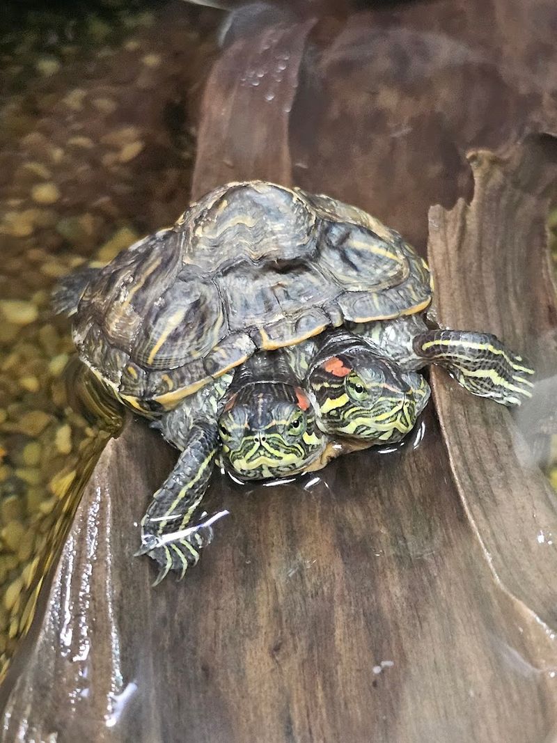 The Two-Headed Turtle and Other Animals You Will Not Find Anywhere Else in Michigan The Two-Headed Turtle and Other Animals You Will Not Find Anywhere Else in Michigan