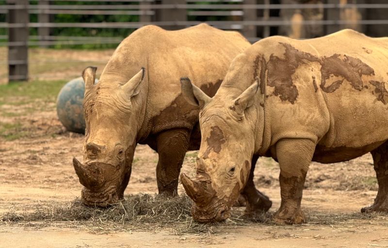 The Up-Close Rhino Encounter That Makes This Spot So Special The Up-Close Rhino Encounter That Makes This Spot So Special